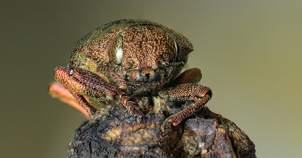 Buprestidae: Dicerca berolinensis